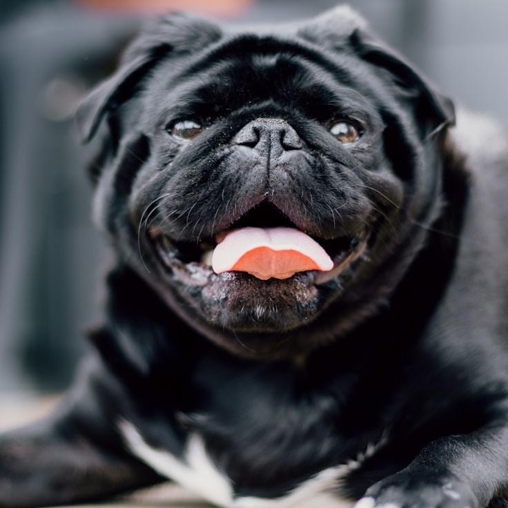 Anya Mehra, Lead Design Curator at FlowHiddenStream, reviewing corporate floral arrangements